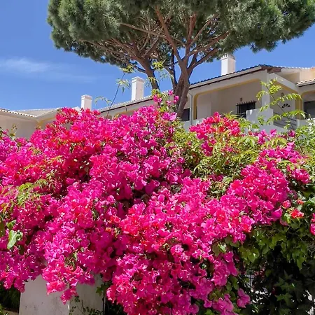 Pino Vilamoura